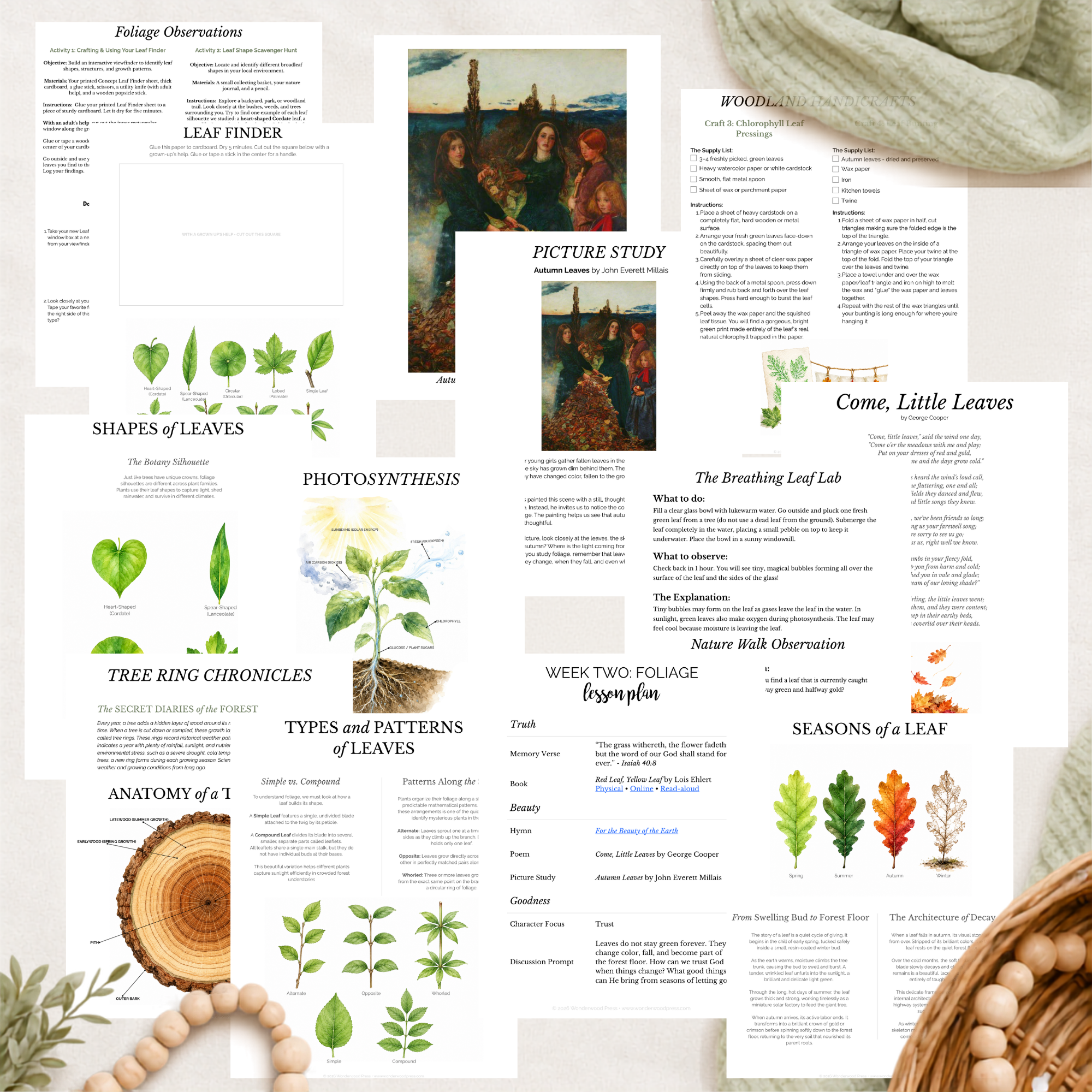 The Woodland Chronicles: September Nature Study