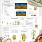 The Woodland Chronicles: Autumn Nature Study Bundle