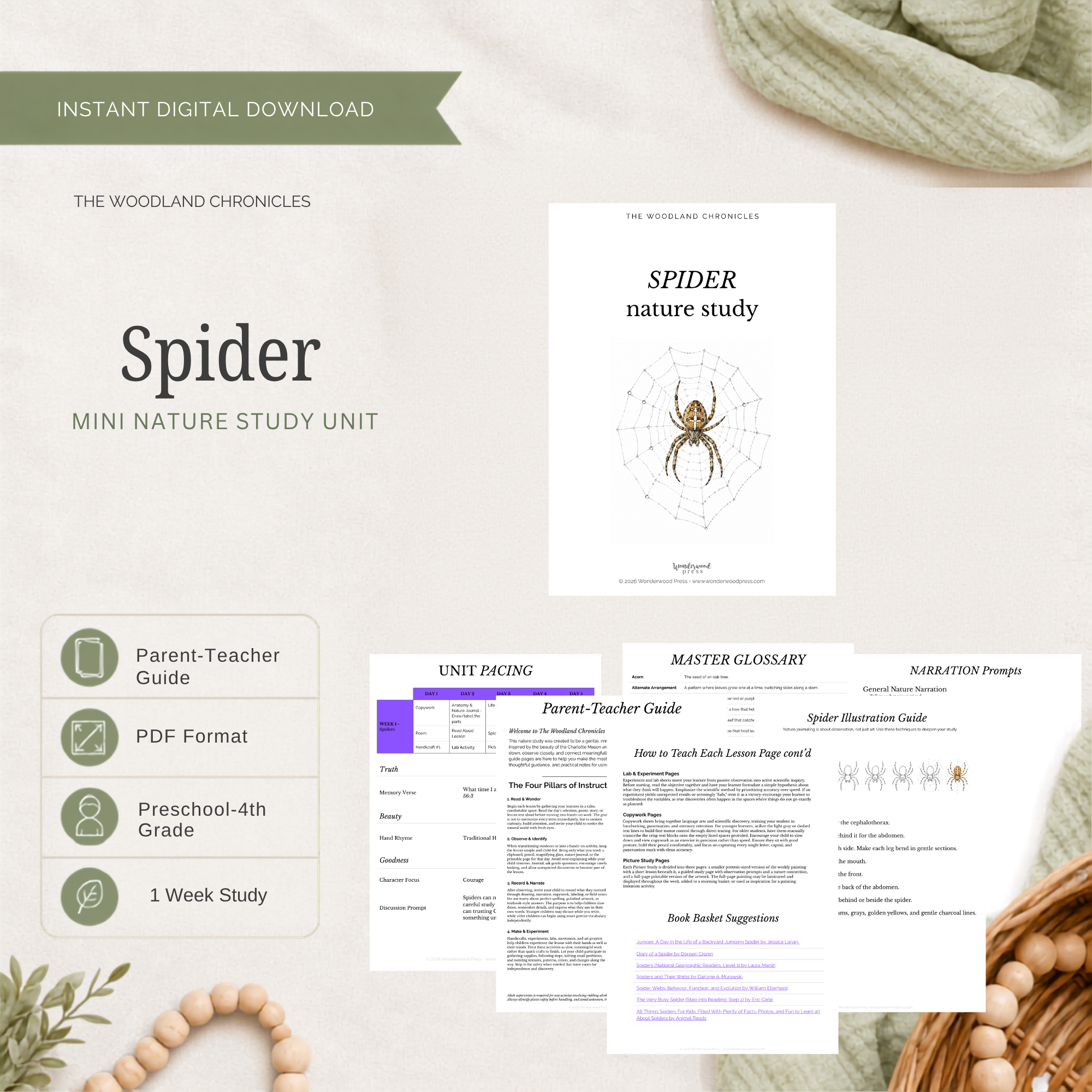 Spider Mini Nature Study